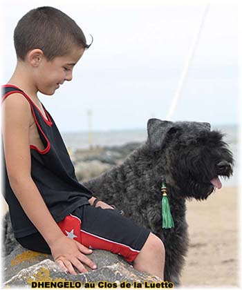 Bouvier des Flandres image  -  Elevage du Clos de la Luette - Copyright dpos