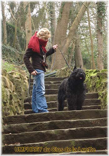 Bouvier des Flandres image  -  Elevage du Clos de la Luette - Copyright dpos