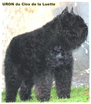 Bouvier des Flandres image  -  Elevage du Clos de la Luette - Copyright dpos