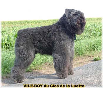 Bouvier des Flandres image  -  Elevage du Clos de la Luette - Copyright dpos