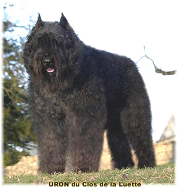 Bouvier des Flandres image  -  Elevage du Clos de la Luette - Copyright dpos