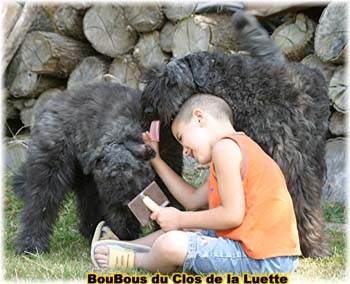 Bouvier des Flandres image  -  Elevage du Clos de la Luette - Copyright dpos