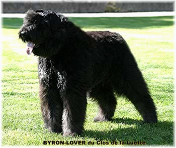 Bouvier des Flandres image  -  Elevage du Clos de la Luette - Copyright dpos