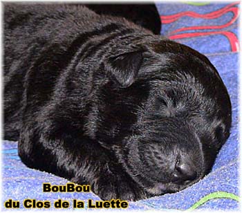 Bouvier des Flandres image  -  Elevage du Clos de la Luette - Copyright dpos