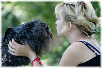 Bouvier des Flandres image  -  Elevage du Clos de la Luette - Copyright dpos