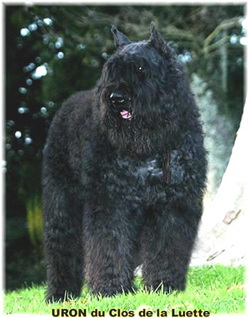 Bouvier des Flandres image  -  Elevage du Clos de la Luette - Copyright dpos