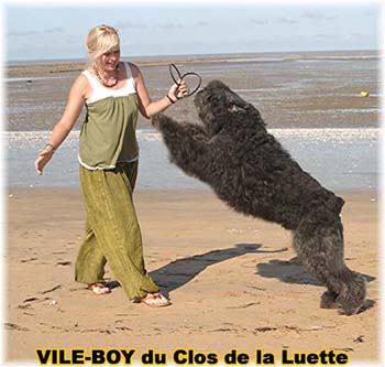 Bouvier des Flandres image  -  Elevage du Clos de la Luette - Copyright dpos