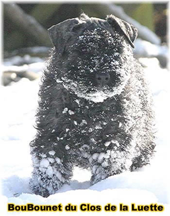 Bouvier des Flandres image  -  Elevage du Clos de la Luette - Copyright dpos