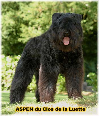 Bouvier des Flandres image  -  Elevage du Clos de la Luette - Copyright dpos