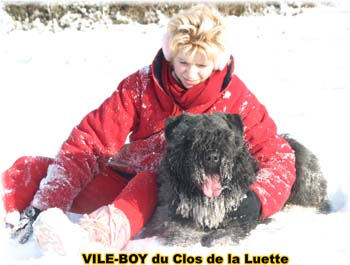 Bouvier des Flandres image  -  Elevage du Clos de la Luette - Copyright dpos