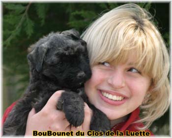 Bouvier des Flandres image  -  Elevage du Clos de la Luette - Copyright dpos