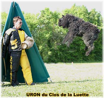 Bouvier des Flandres image  -  Elevage du Clos de la Luette - Copyright dpos