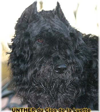 Bouvier des Flandres image  -  Elevage du Clos de la Luette - Copyright dpos