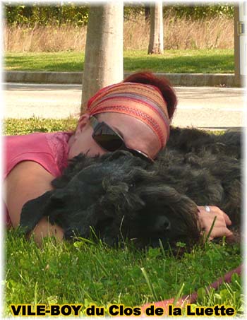 Bouvier des Flandres image  -  Elevage du Clos de la Luette - Copyright dpos