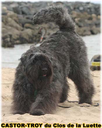 Bouvier des Flandres image  -  Elevage du Clos de la Luette - Copyright dpos