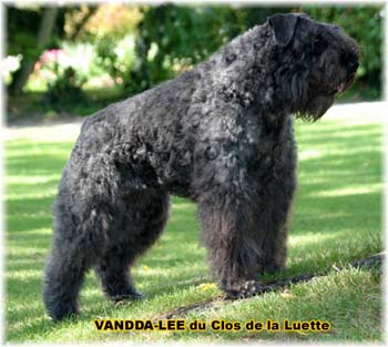 Bouvier des Flandres image  -  Elevage du Clos de la Luette - Copyright dpos