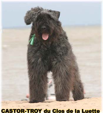 Bouvier des Flandres image  -  Elevage du Clos de la Luette - Copyright dpos