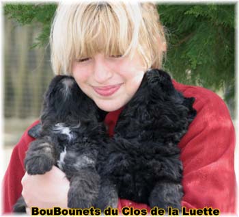 Bouvier des Flandres image  -  Elevage du Clos de la Luette - Copyright dpos