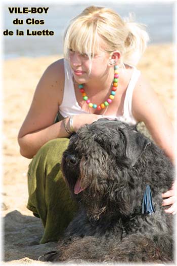 Bouvier des Flandres image  -  Elevage du Clos de la Luette - Copyright dpos