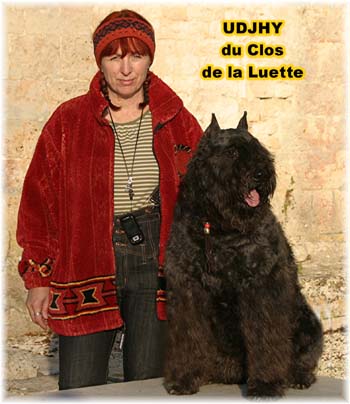 Bouvier des Flandres image  -  Elevage du Clos de la Luette - Copyright dpos