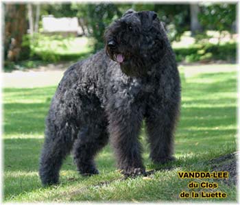 Bouvier des Flandres image  -  Elevage du Clos de la Luette - Copyright dpos