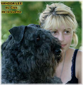 Bouvier des Flandres image  -  Elevage du Clos de la Luette - Copyright dpos