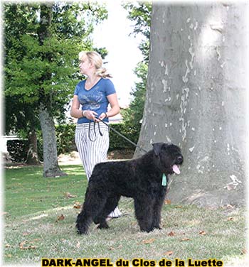 Bouvier des Flandres image  -  Elevage du Clos de la Luette - Copyright dpos