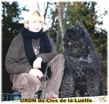 Bouvier des Flandres image  -  Elevage du Clos de la Luette - Copyright dpos