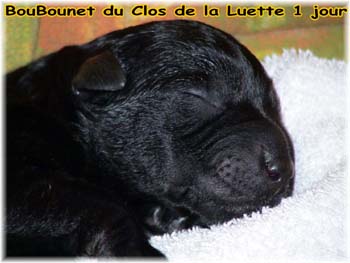 Bouvier des Flandres image  -  Elevage du Clos de la Luette - Copyright dpos