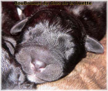 Bouvier des Flandres image  -  Elevage du Clos de la Luette - Copyright dpos