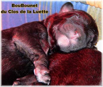 Bouvier des Flandres image  -  Elevage du Clos de la Luette - Copyright dpos