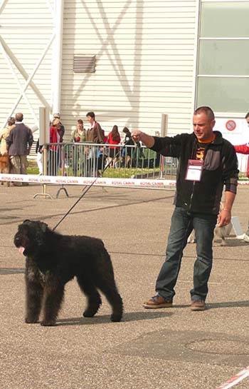 PHOTO BOUVIER DES FLANDRES DU CLOS DE LA LUETTE - BYRON-LOVER - COPYRIGHT DEPOSE