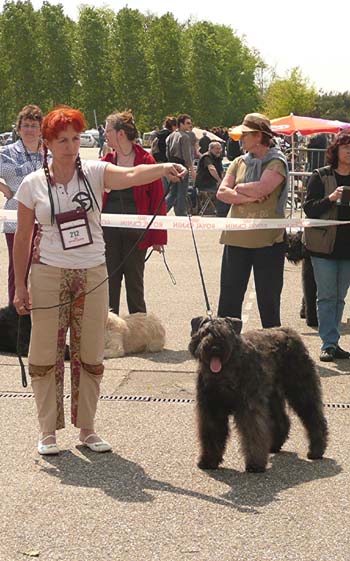 PHOTO BOUVIER DES FLANDRES DU CLOS DE LA LUETTE - BAXTER-LYLY - COPYRIGHT DEPOSE