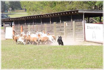 Elevage du CLOS DE LA LUETTE - COPYRIGHT DEPOSE