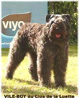 SITE WEB ELEVAGE DU CLOS DE LA LUETTE SPECIALISE POUR LE BOUVIER DES FLANDRES © COPYRIGHT DEPOSE