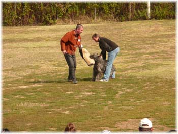 Elevage du CLOS DE LA LUETTE - COPYRIGHT DEPOSE