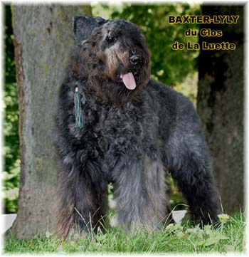 BAXTER © Elevage de bouviers des flandres du Clos de la Luette specialisé pour le bouvier des flandres Copyrigth depose