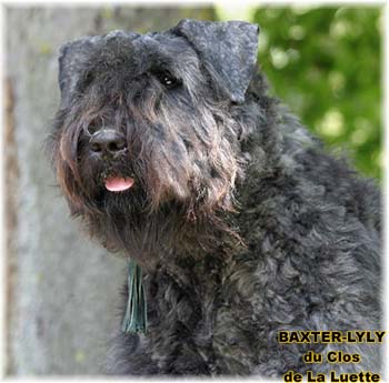 BAXTER © Elevage de bouviers des flandres du Clos de la Luette specialisé pour le bouvier des flandres Copyrigth depose