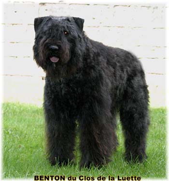 BENTON © Elevage de bouviers des flandres du Clos de la Luette specialisé pour le bouvier des flandres Copyrigth depose