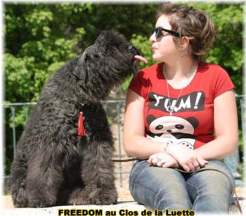 FREEDOM  © Elevage de bouviers des flandres du Clos de la Luette specialisé pour le bouvier des flandres Copyrigth depose