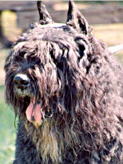 FAROUK © Elevage de bouviers des flandres du Clos de la Luette specialisé pour le bouvier des flandres Copyrigth depose