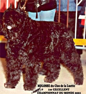 MOLOSSE © Elevage de bouviers des flandres du Clos de la Luette specialisé pour le bouvier des flandres Copyrigth depose