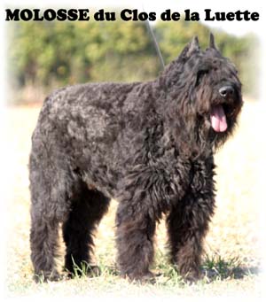 MOLOSSE © Elevage de bouviers des flandres du Clos de la Luette specialisé pour le bouvier des flandres Copyrigth depose