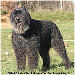 NIKITA © Elevage de bouviers des flandres du Clos de la Luette specialisé pour le bouvier des flandres Copyrigth depose