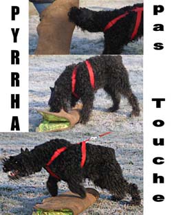 PYRRHA © Elevage de bouviers des flandres du Clos de la Luette specialisé pour le bouvier des flandres Copyrigth depose