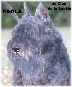 PAOLA © Elevage de bouviers des flandres du Clos de la Luette specialisé pour le bouvier des flandres Copyrigth depose