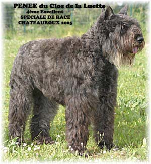 PENEE © Elevage de bouviers des flandres du Clos de la Luette specialisé pour le bouvier des flandres Copyrigth depose