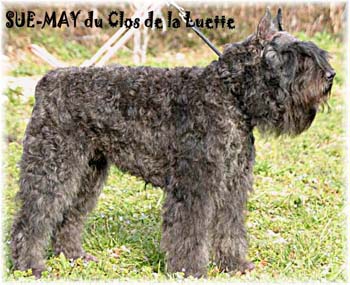 SUE MAY © Elevage de bouviers des flandres du Clos de la Luette specialisé pour le bouvier des flandres Copyrigth depose