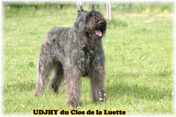 UDJHY © Elevage de bouviers des flandres du Clos de la Luette specialisé pour le bouvier des flandres Copyrigth depose