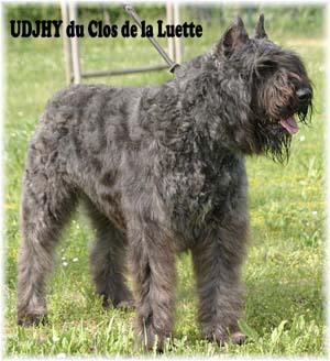 UDJHY © Elevage de bouviers des flandres du Clos de la Luette specialisé pour le bouvier des flandres Copyrigth depose